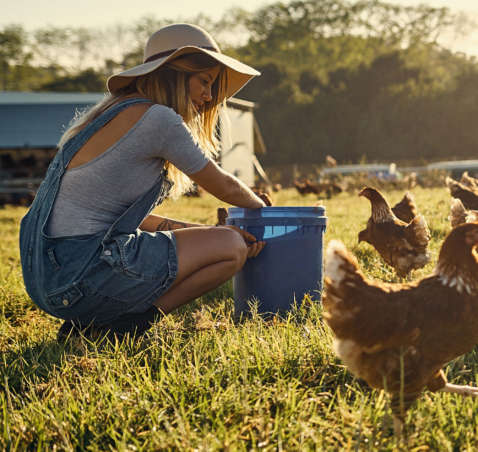 Tips for Keeping Chickens